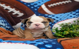 Olde English Bulldogge dogs for sale: Harper - Image 15