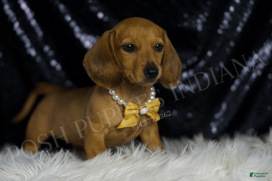 Miniature Dachshund dogs for sale: Odin - Image 5