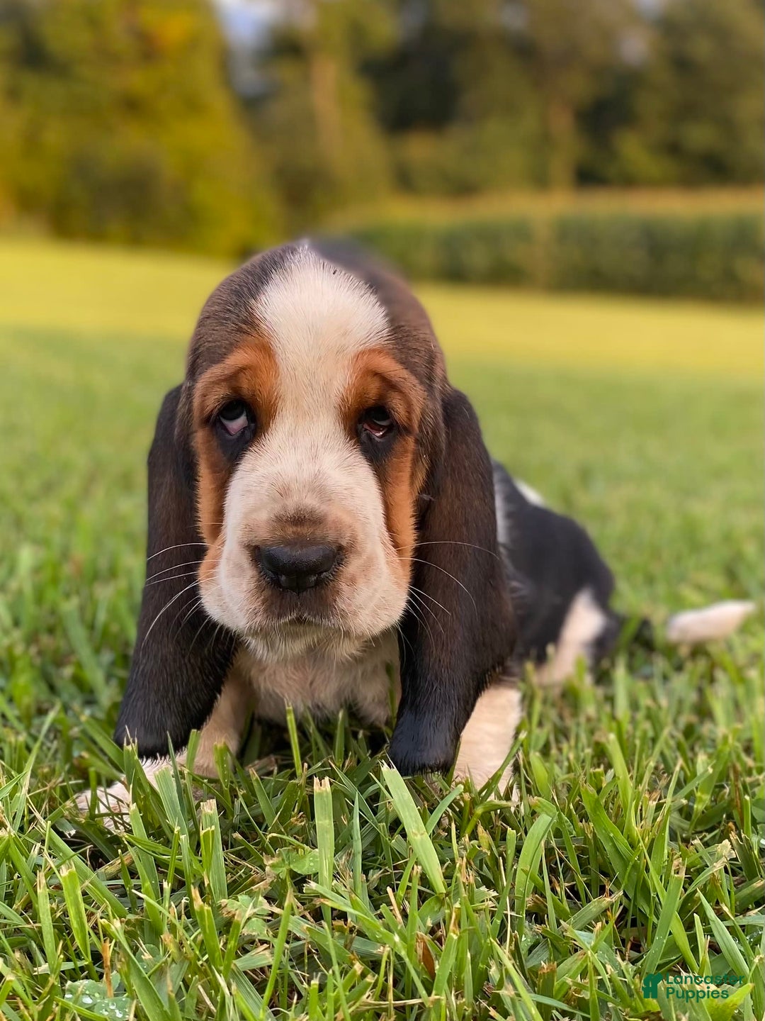 Basset Hound dogs for sale: Isabelle - Image 17