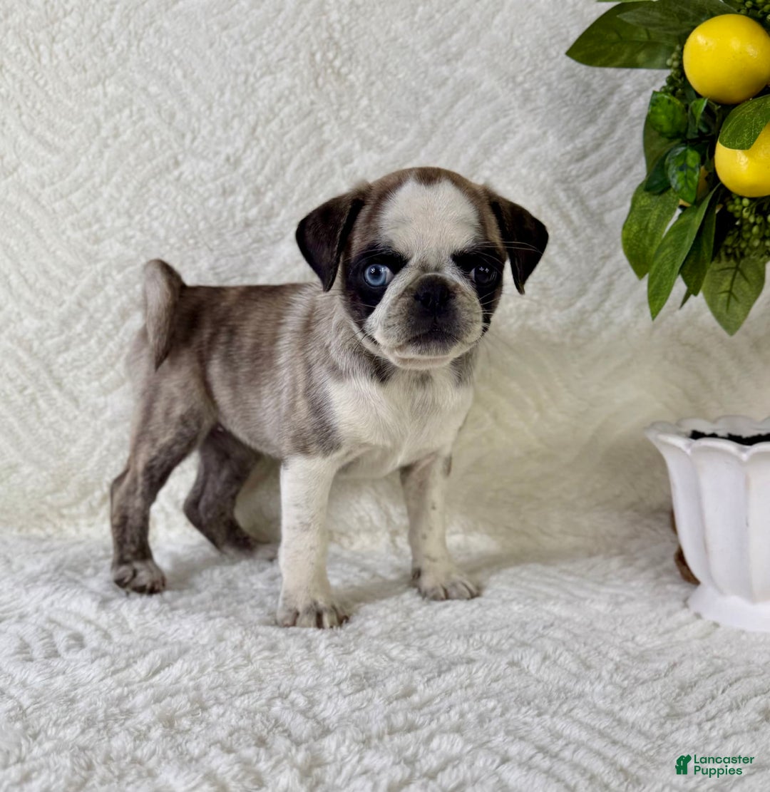 Pug dogs for sale: Phoebe - Image 2