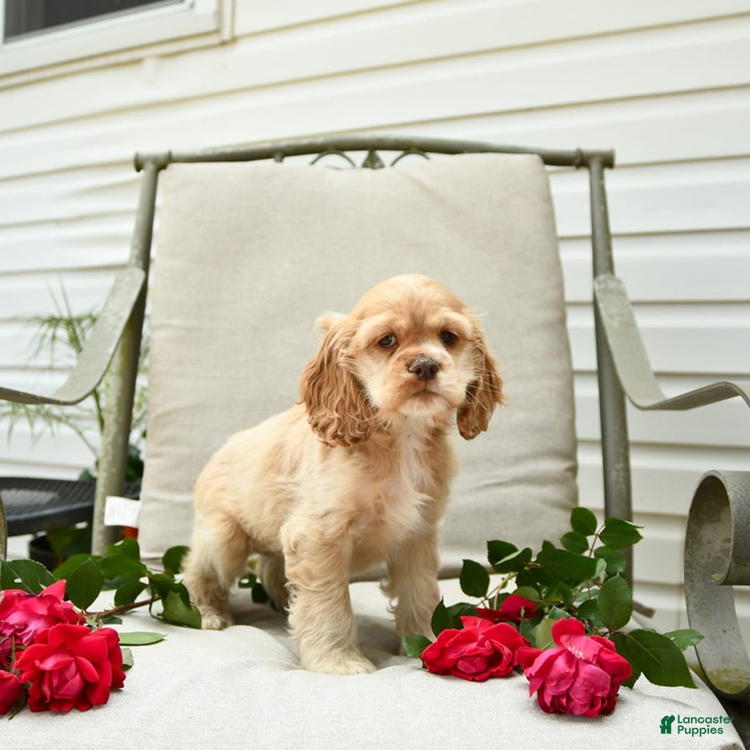 Cocker Spaniel dogs for sale: Kayla - Image 7