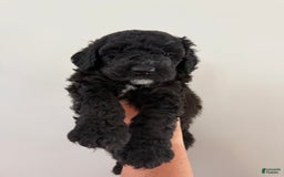 Bernedoodle dogs for sale: Purple Collar Girl - Image 6