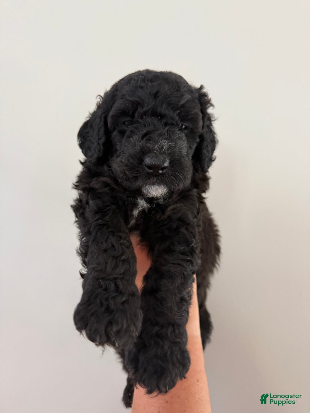 Bernedoodle dogs for sale: Purple Collar Girl - Image 6