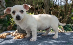 Chihuahua dogs for sale: Banjo - Image 2