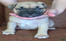 American Bully dogs for sale: National Champion Jack - Image 42
