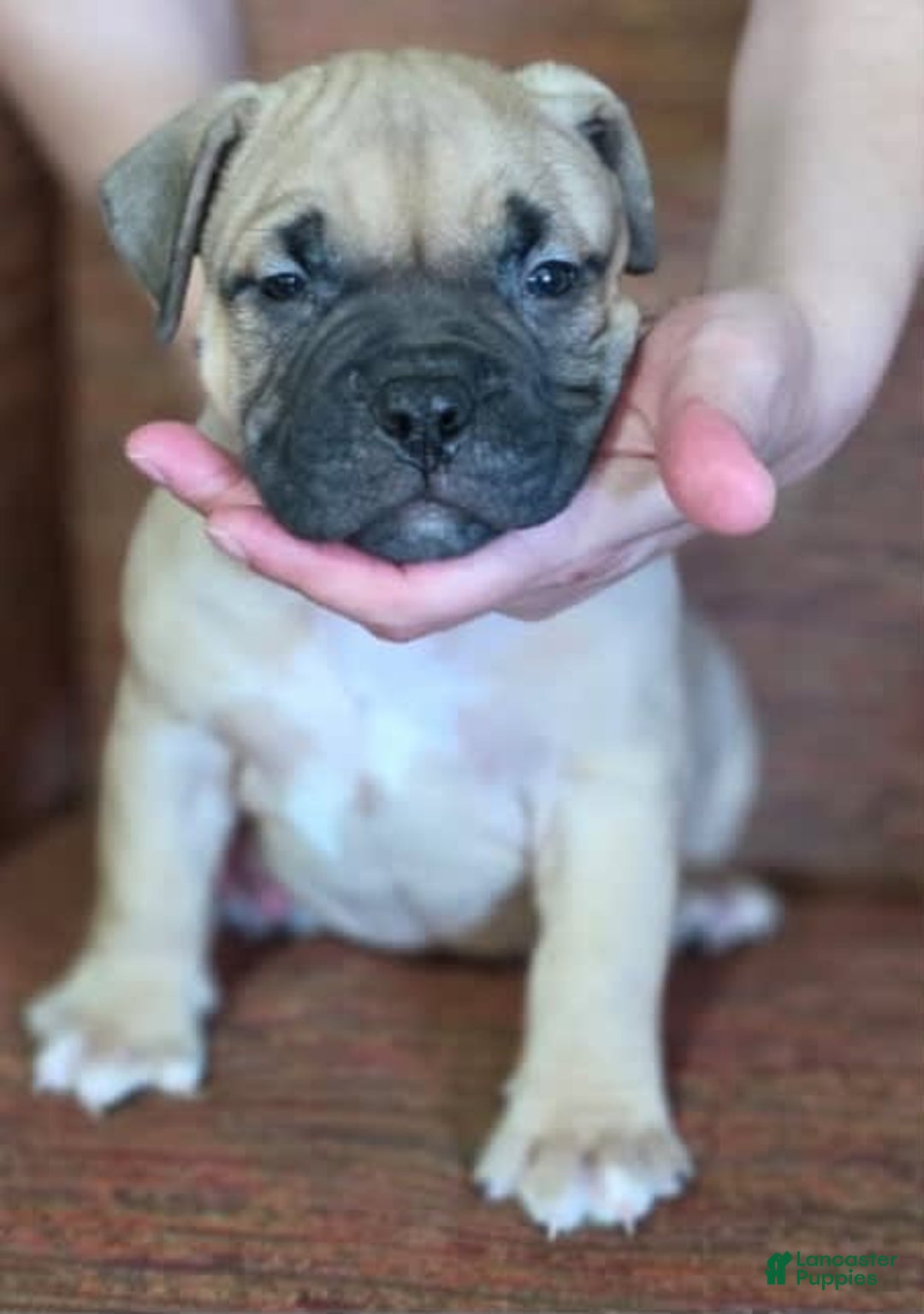 American Bully dogs for sale: National Champion Jack - Image 42