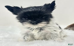 Yorkshire Terrier dogs for sale: Dana - Image 1