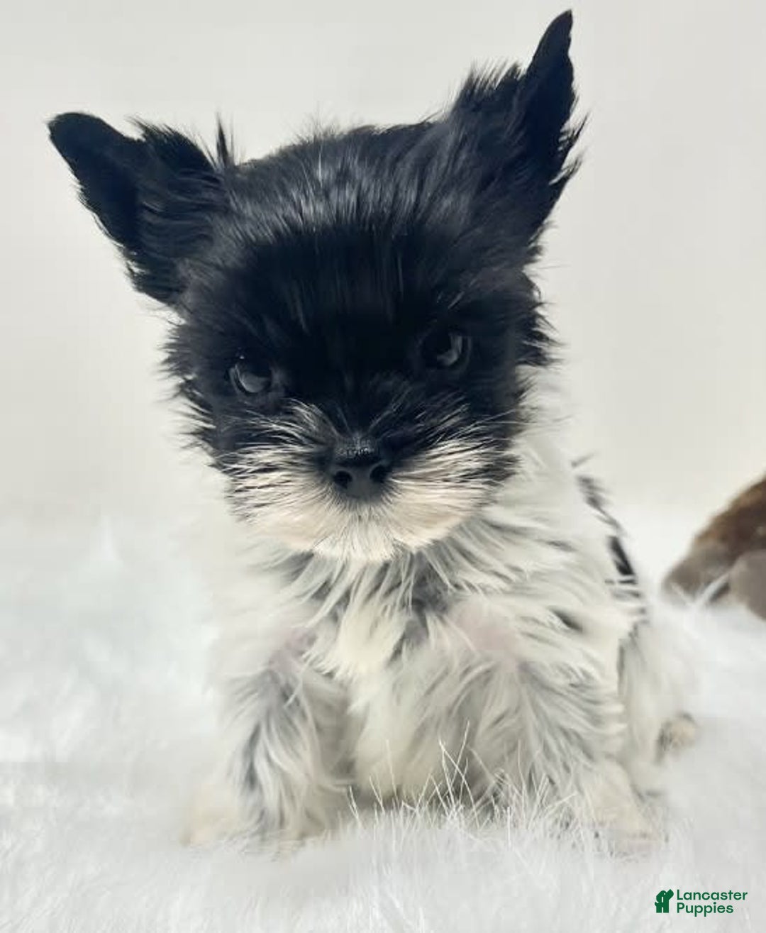 Yorkshire Terrier dogs for sale: Dana - Image 1