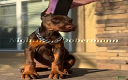 Doberman Pinscher dogs for sale: Stella - Image 4