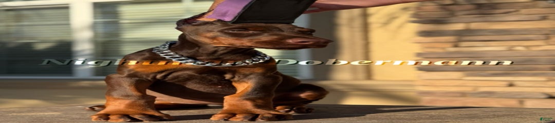Stella