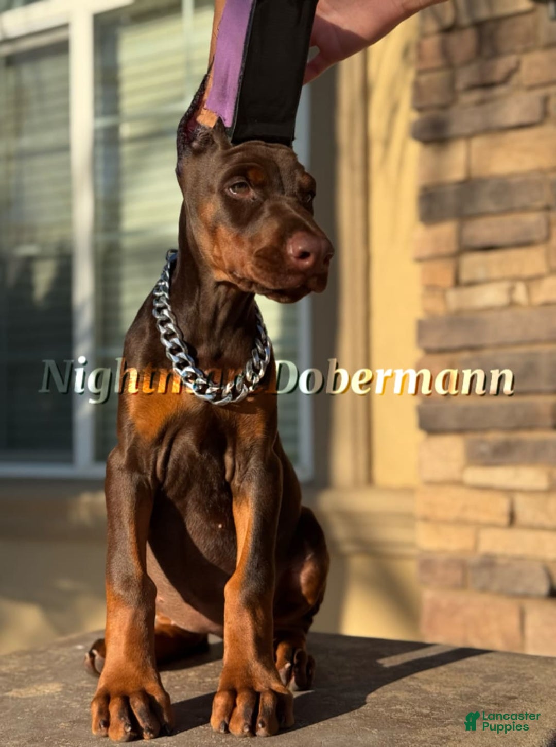 Doberman Pinscher dogs for sale: Stella - Image 4