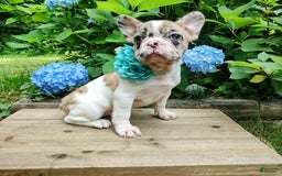 French Bulldog dogs for sale: Athena Akc - Image 33