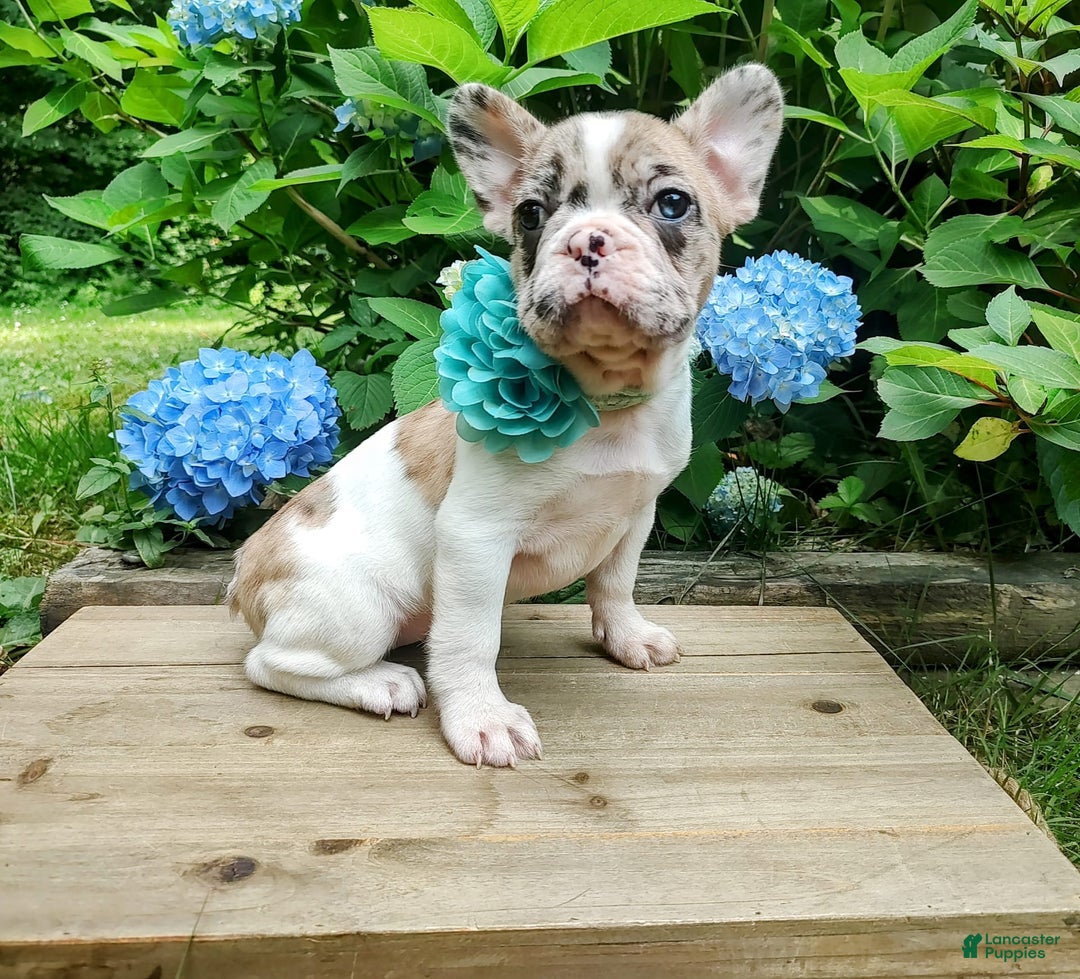 French Bulldog dogs for sale: Athena Akc - Image 33