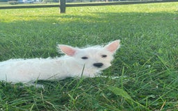 West Highland Terrier dogs for sale: Wanda - Image 4