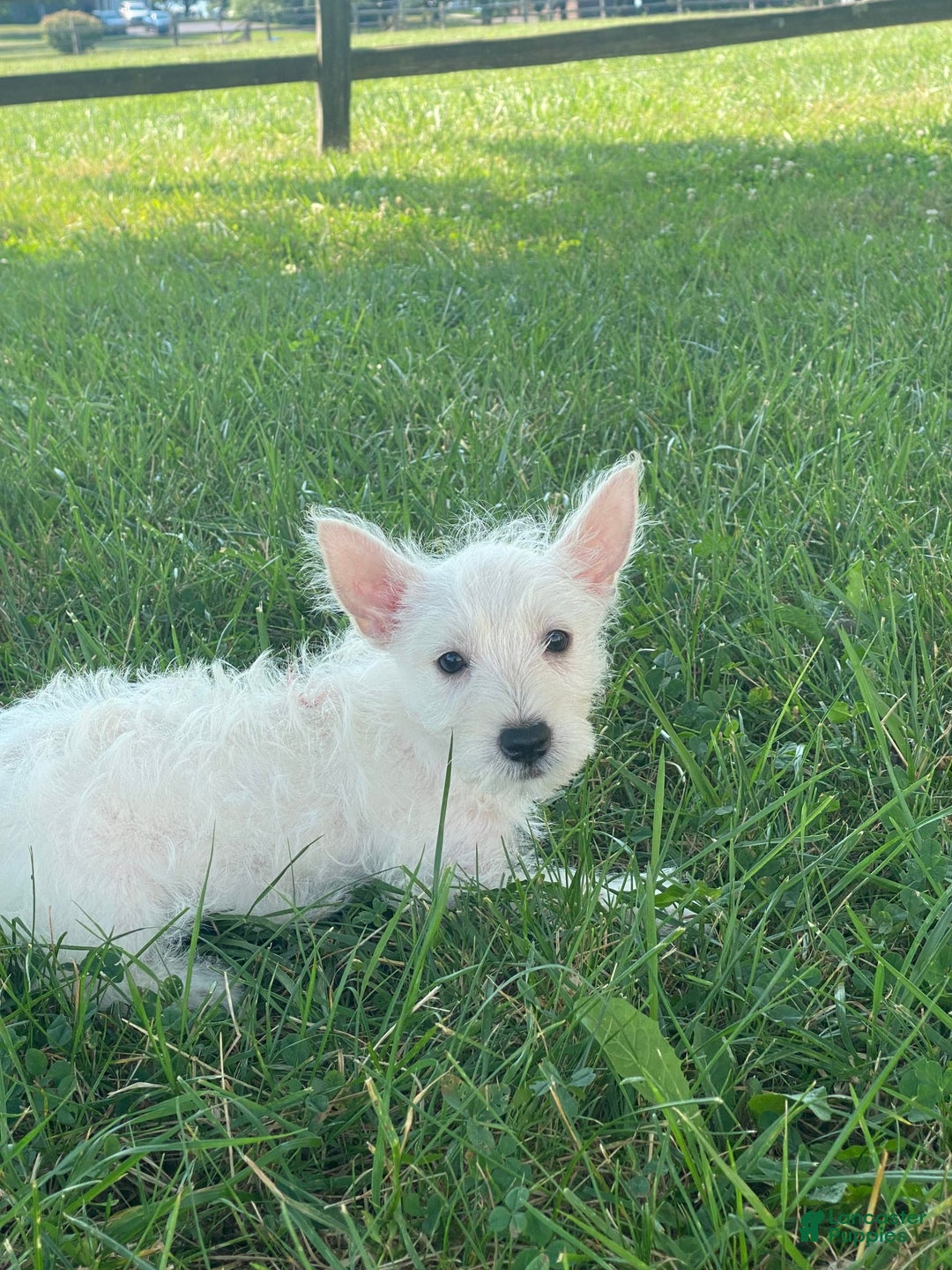 West Highland Terrier dogs for sale: Wanda - Image 4