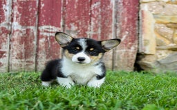 Welsh Corgi Pembroke dogs for sale: Welsh Corgi (Pembroke) 8 puppies - Image 7
