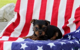 Yorkshire Terrier dogs for sale: Edwin - Image 3