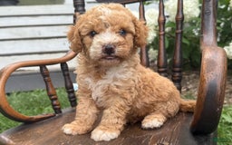 Goldendoodle dogs for sale: Butterfinger - Image 1