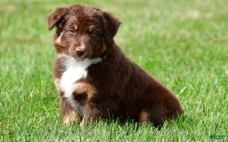 Australian Shepherd dogs for sale: CoCo - Image 3