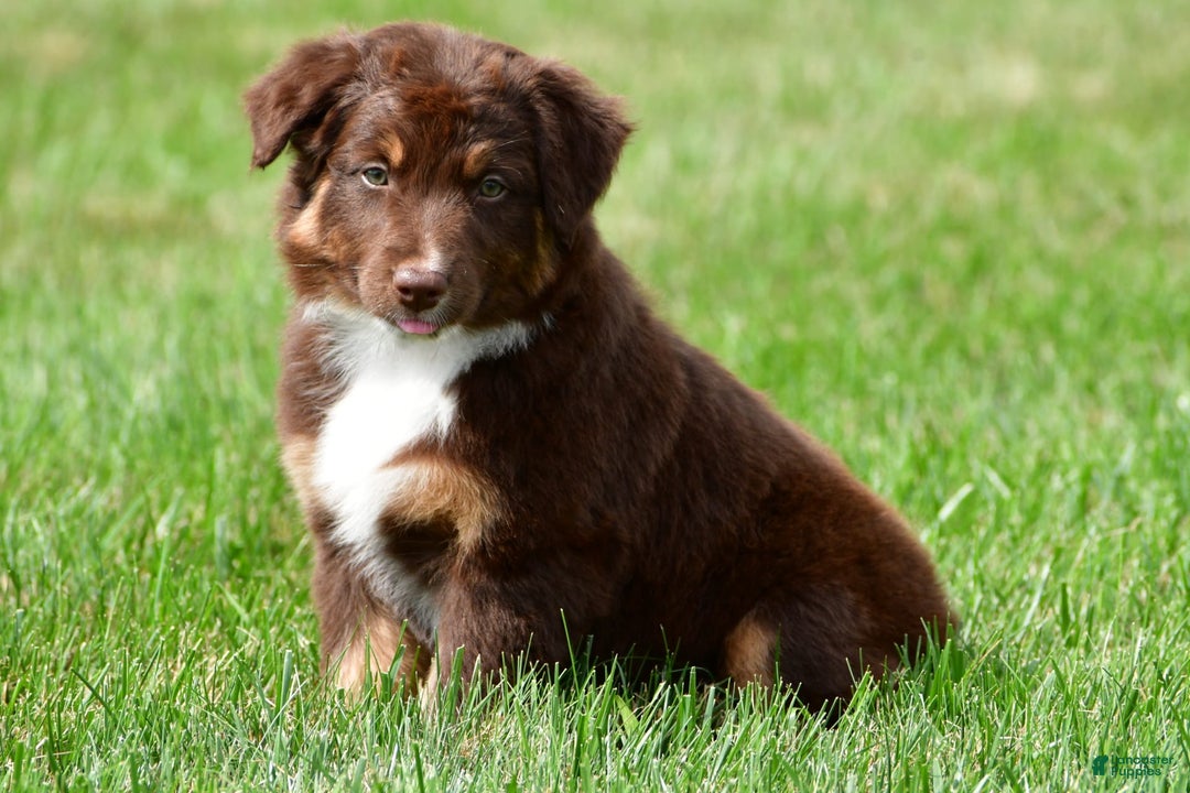 Australian Shepherd dogs for sale: CoCo - Image 3