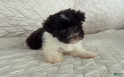 Miniature Schnauzer dogs for sale: Fancy Female 2 Akc Liver Parti - Image 4