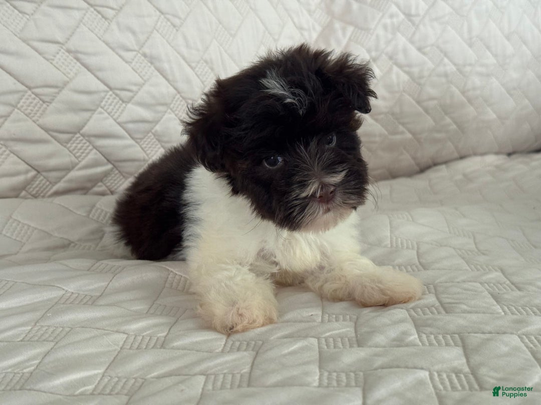 Miniature Schnauzer dogs for sale: Fancy Female 2 Akc Liver Parti - Image 4
