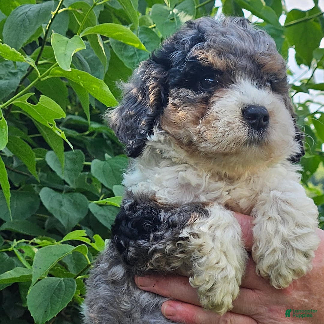 Cockapoo dogs for sale: Lori - Image 1