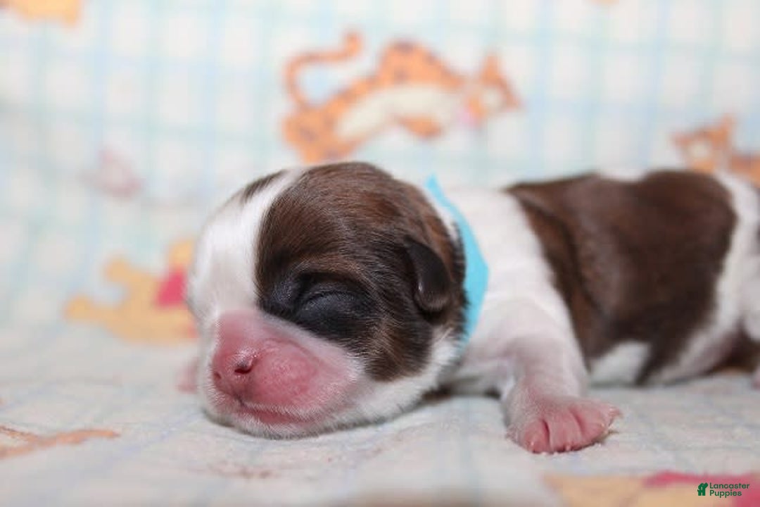 Shih Tzu dogs for sale: Anya Boy 1 - Image 3