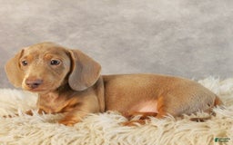 Miniature Dachshund dogs for sale: Dolce - Image 2