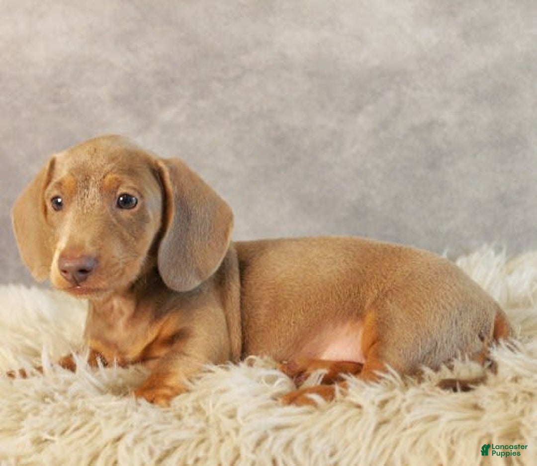 Miniature Dachshund dogs for sale: Dolce - Image 2
