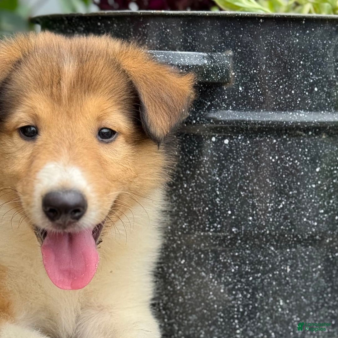 Collie dogs for sale: Aslan - Image 8