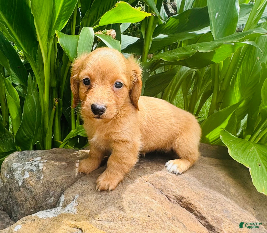 Miniature Dachshund dogs for sale: Gabby Long Haired - Image 13
