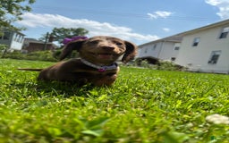 Miniature Dachshund dogs for sale: Mocha - Image 1
