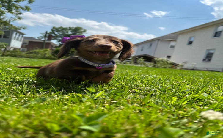 Miniature Dachshund dogs for sale - Ad 2
