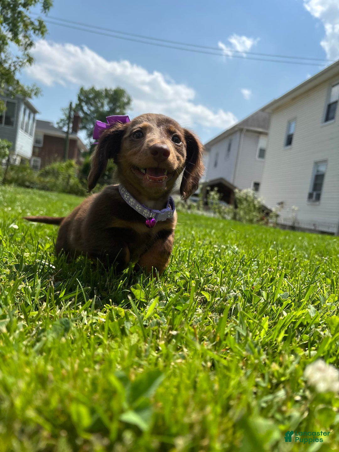 Miniature Dachshund dogs for sale: Mocha - Image 1