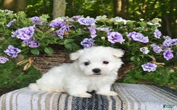 Maltese dogs for sale: Jessie - Image 4