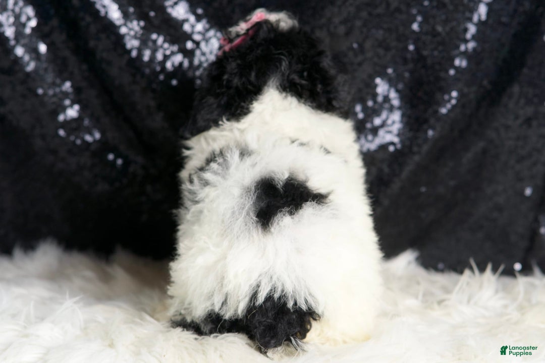 Toy Poodle dogs for sale: Puebla - Image 5