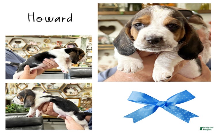 Basset Hound dogs - Advert 27