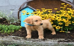 Golden Retriever dogs for sale: Freddie - Image 3