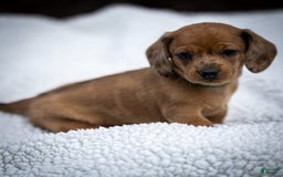 Miniature Dachshund dogs for sale: Celebrity - Image 6