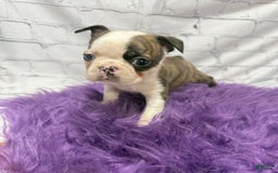 Boston Terrier dogs for sale: Sweet Pea - Image 3