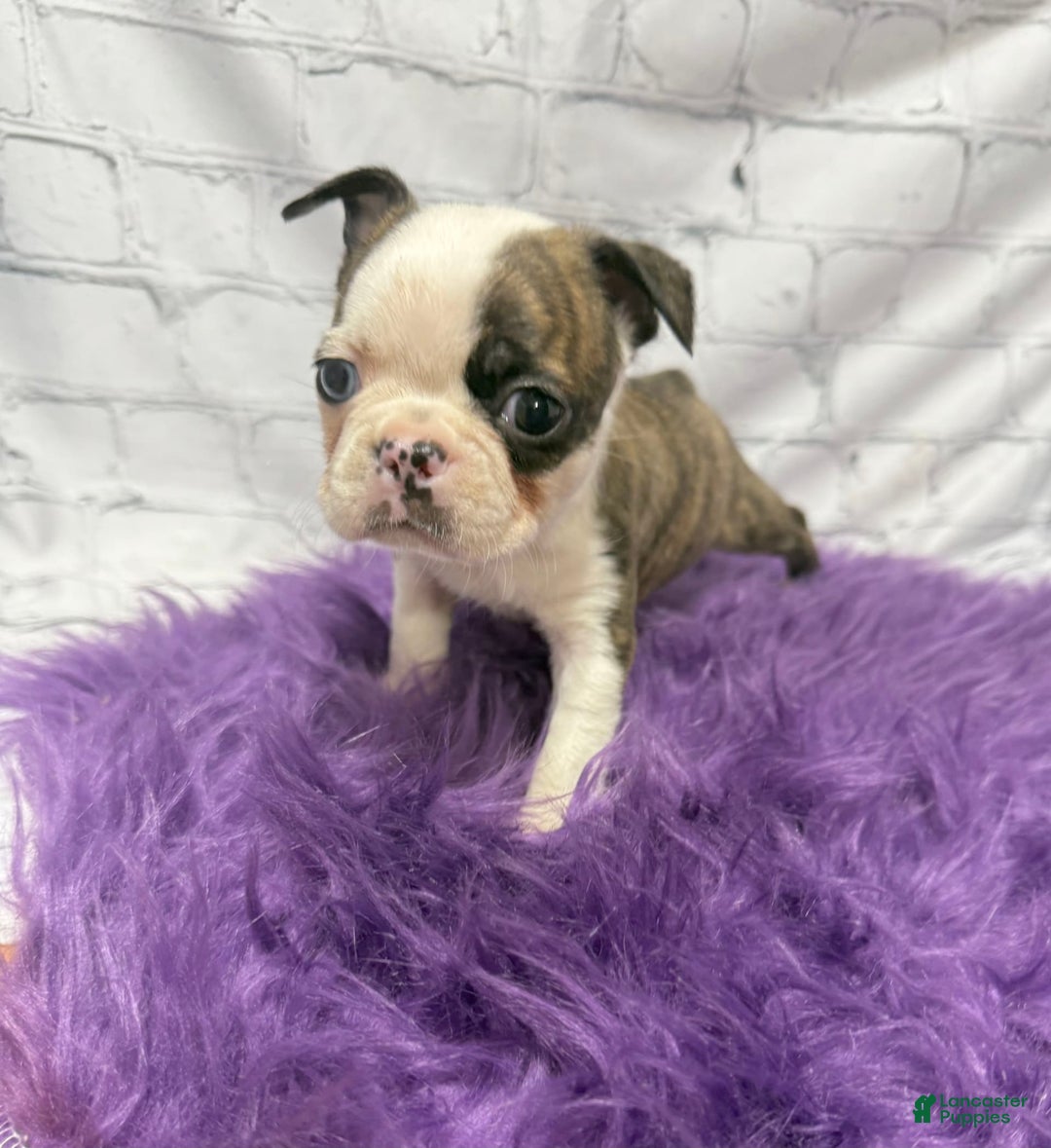 Boston Terrier dogs for sale: Sweet Pea - Image 3