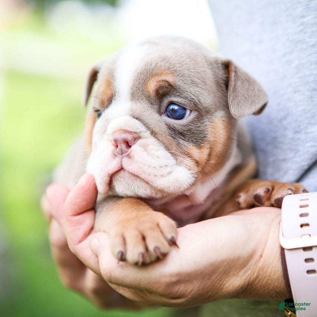 English Bulldog dogs for sale: Lexie - Image 13