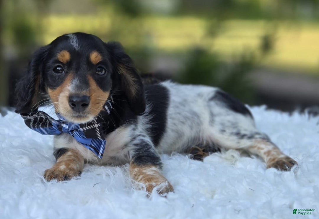 Miniature Dachshund dogs for sale: Timothy - Image 5