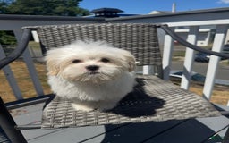 Malshi dogs for sale: Shaq - Image 3