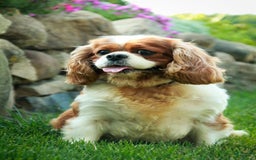 Cavalier King Charles Spaniel dogs for stud: Taffy - Image 2