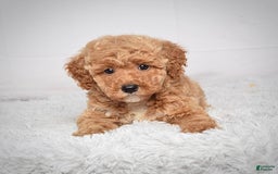 Mini Goldendoodle dogs for sale: Wyatt - Image 4