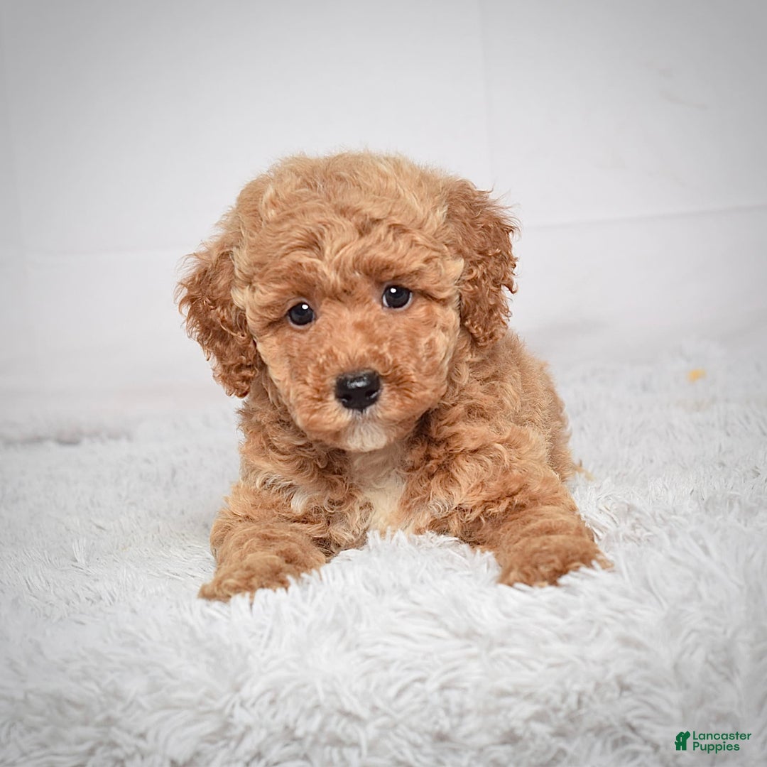 Mini Goldendoodle dogs for sale: Wyatt - Image 4