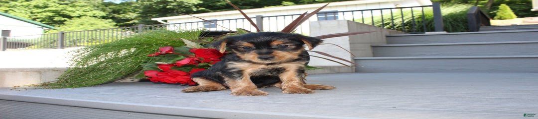 Tucker