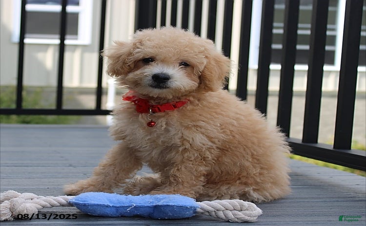 Bichpoo dogs for sale - Ad 3